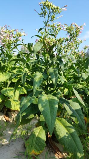 PLANT